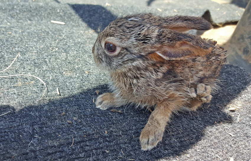 Baby scrub hare that was caught in the fires of a grass management burn